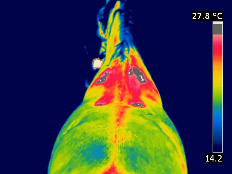 Sattelthermografie