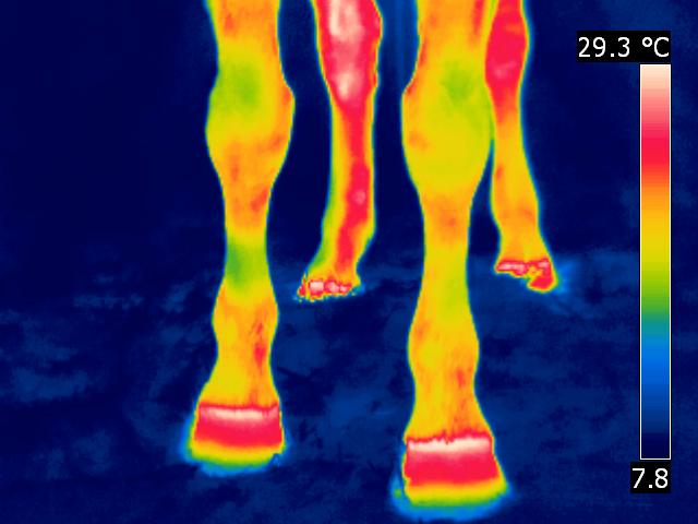 Pferde-Thermografie