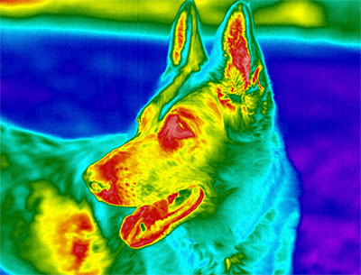 Tier-Thermografie-Hund